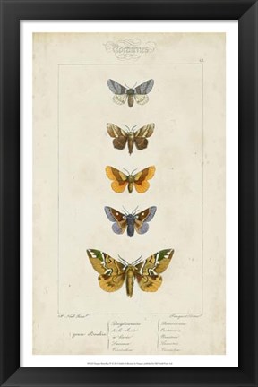 Framed Pauquet Butterflies IV Print