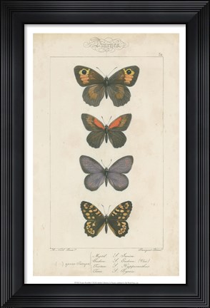 Framed Pauquet Butterflies V Print