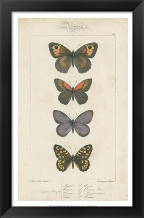 Framed Pauquet Butterflies V Print