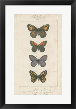 Framed Pauquet Butterflies V Print