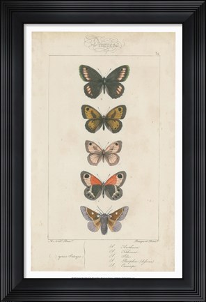 Framed Pauquet Butterflies VI Print