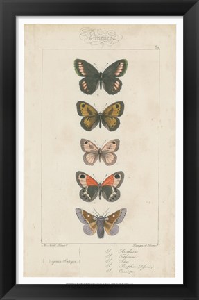 Framed Pauquet Butterflies VI Print