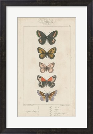 Framed Pauquet Butterflies VI Print