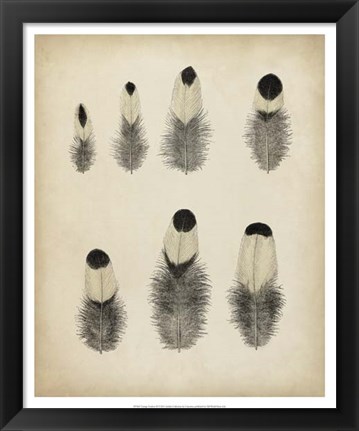 Framed Vintage Feathers II Print