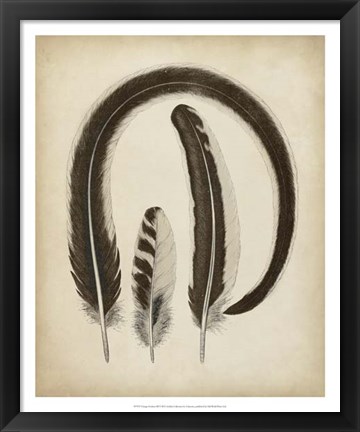 Framed Vintage Feathers III Print