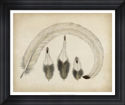 Framed Vintage Feathers IV Print