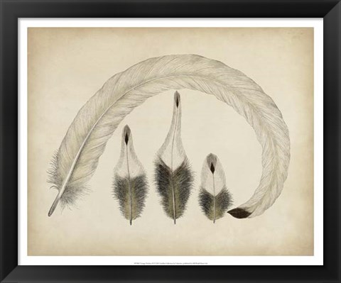 Framed Vintage Feathers IV Print