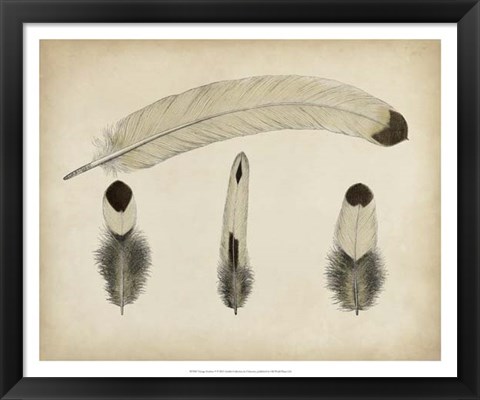 Framed Vintage Feathers V Print