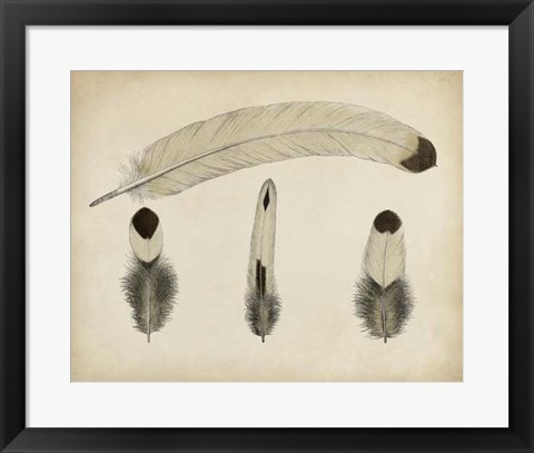 Framed Vintage Feathers V Print