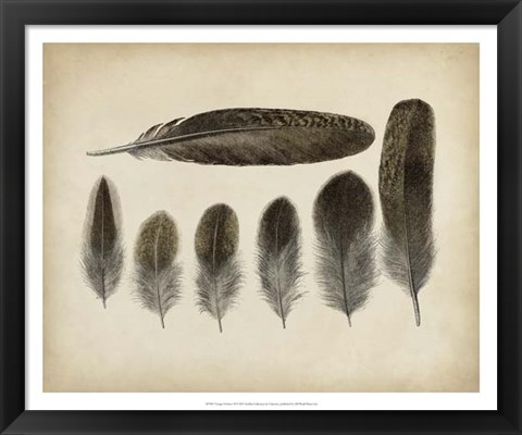 Framed Vintage Feathers VI Print