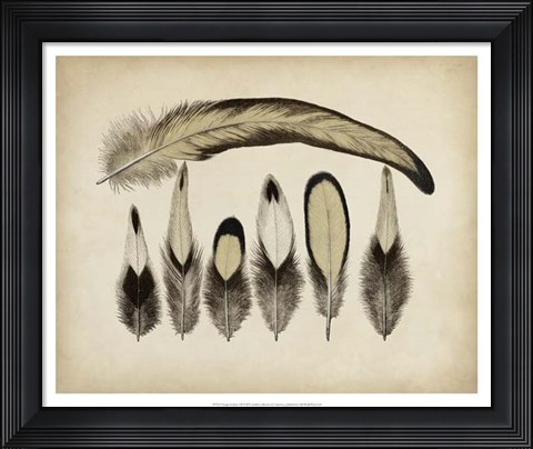 Framed Vintage Feathers VII Print