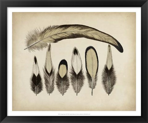 Framed Vintage Feathers VII Print