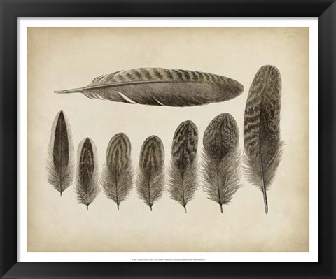 Framed Vintage Feathers VIII Print