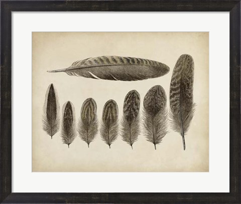 Framed Vintage Feathers VIII Print