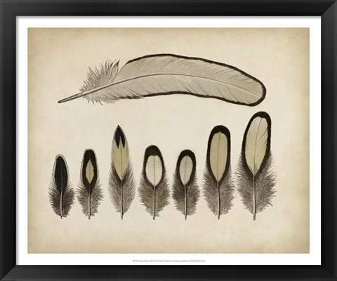 Framed Vintage Feathers IX Print