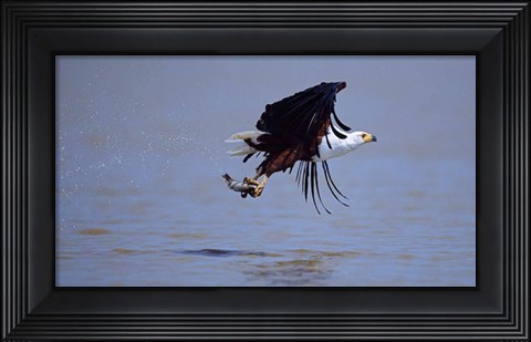 Framed African Fish eagle (Haliaeetus vocifer) flying with a fish in its claws Print