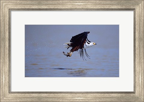 Framed African Fish eagle (Haliaeetus vocifer) flying with a fish in its claws Print