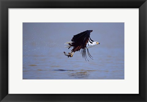 Framed African Fish eagle (Haliaeetus vocifer) flying with a fish in its claws Print