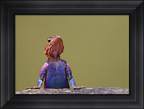 Framed Agama Lizard Kenya Africa Print
