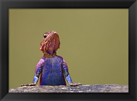 Framed Agama Lizard Kenya Africa Print