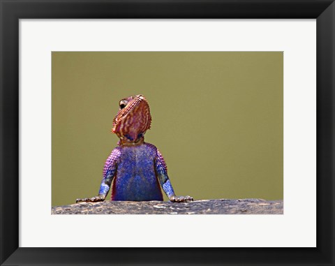 Framed Agama Lizard Kenya Africa Print