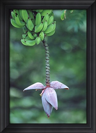 Framed Banana Flower Print
