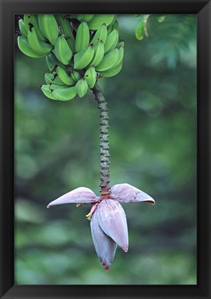 Framed Banana Flower Print