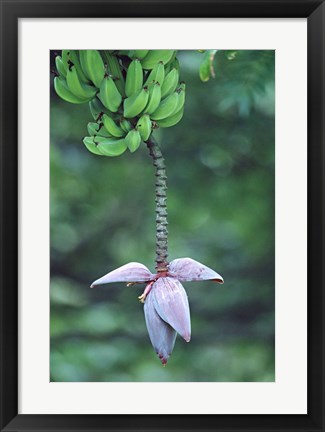 Framed Banana Flower Print