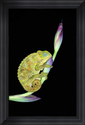 Framed Close-up of a chameleon sitting on a flower, Tanzania Print