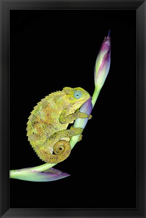 Framed Close-up of a chameleon sitting on a flower, Tanzania Print