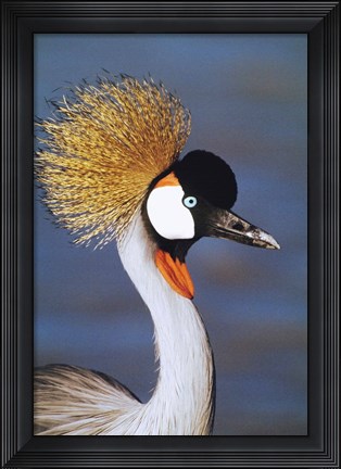 Framed Crowned Crane Tanzania Africa Print
