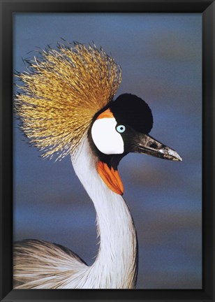 Framed Crowned Crane Tanzania Africa Print