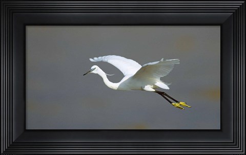 Framed Egret in Flight Kenya Africa Print