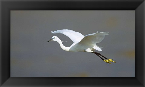 Framed Egret in Flight Kenya Africa Print