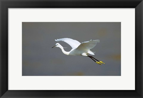 Framed Egret in Flight Kenya Africa Print