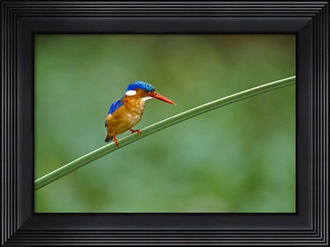 Framed Malachite Kingfisher Tanzania Africa Print