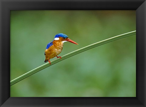 Framed Malachite Kingfisher Tanzania Africa Print