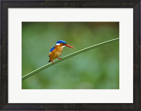 Framed Malachite Kingfisher Tanzania Africa Print