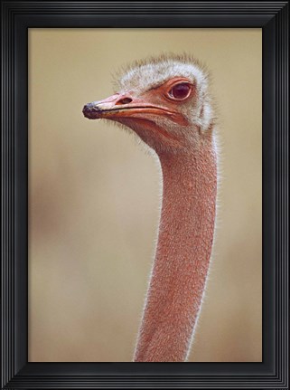 Framed Ostrich Kenya Africa Print