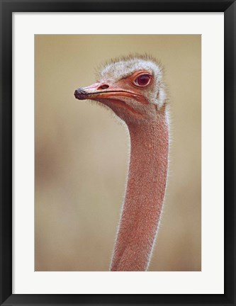 Framed Ostrich Kenya Africa Print