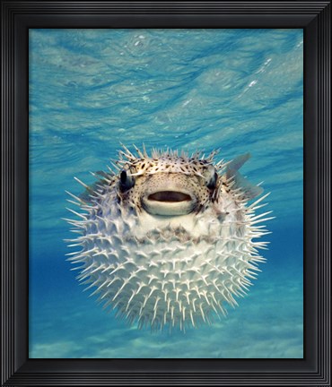 Framed Close-up of a Puffer fish, Bahamas Print