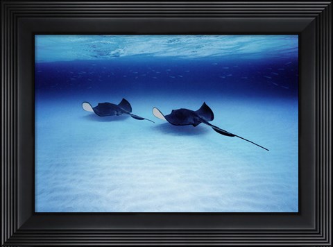 Framed Southern Stingrays Grand Caymans Print