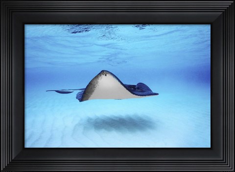 Framed Close-up of a Southern stingray (Dasyatis americana), Grand Cayman, Cayman Islands Print