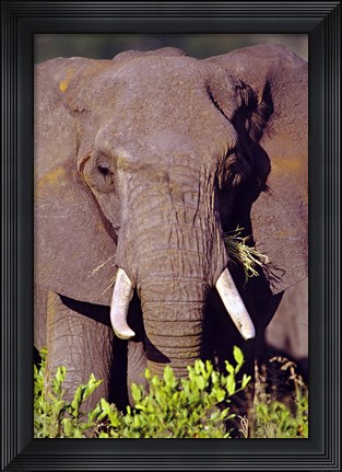 Framed Elephant Tanzania Africa Print