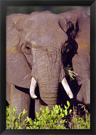 Framed Elephant Tanzania Africa Print