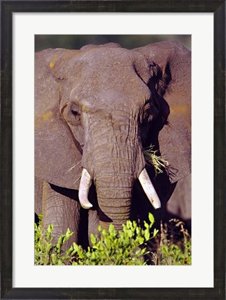 Framed Elephant Tanzania Africa Print