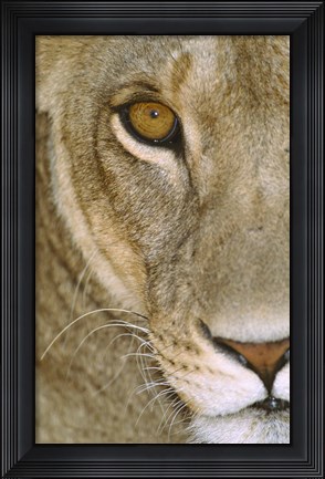 Framed Lioness Close-Up Tanzania Africa Print