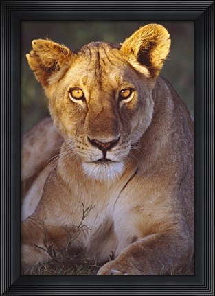 Framed Lioness Tanzania Africa Print