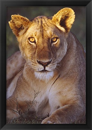 Framed Lioness Tanzania Africa Print