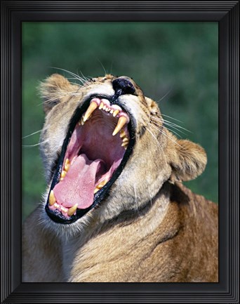 Framed Lioness Yawning, Tanzania Africa Print